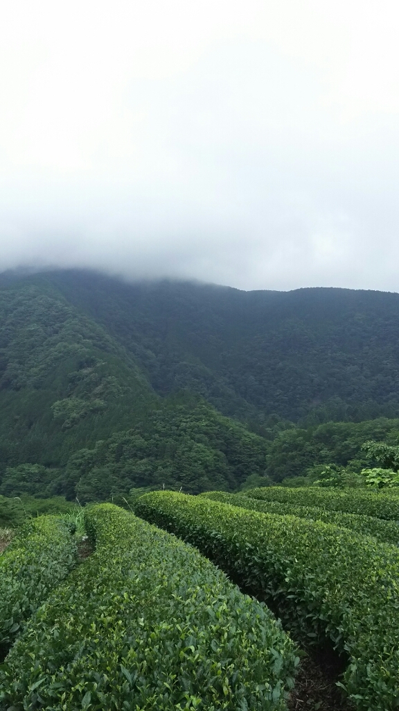 大人の遠足「隠れ茶の里へ」行ってまいりました♪_a0169924_21101358.jpg