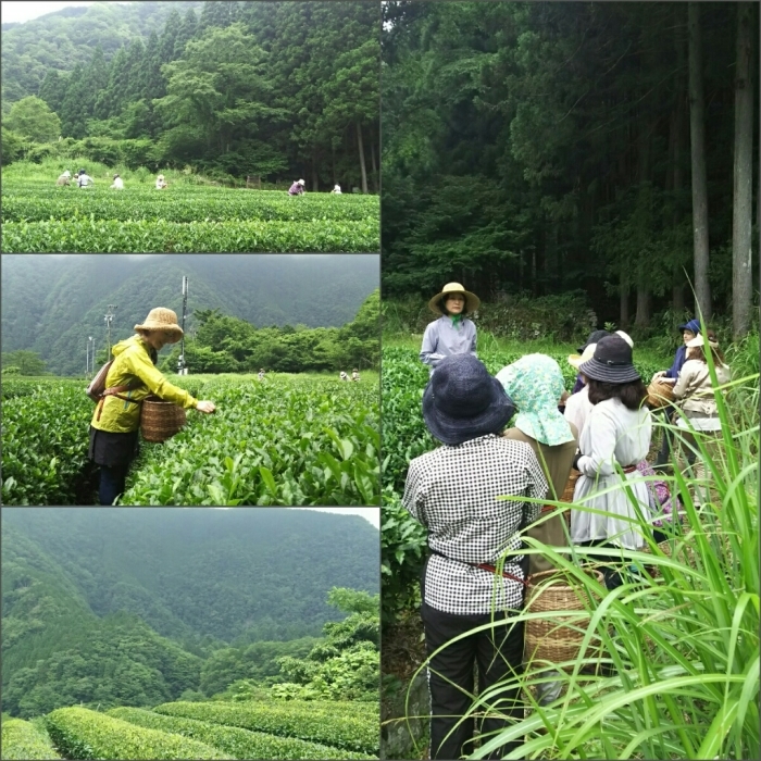 大人の遠足「隠れ茶の里へ」行ってまいりました♪_a0169924_21101808.jpg