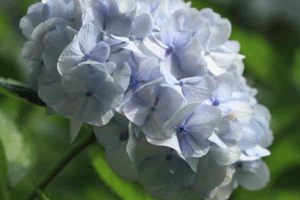 埼玉県幸手市権現堂公園その１_f0229832_08543087.jpg