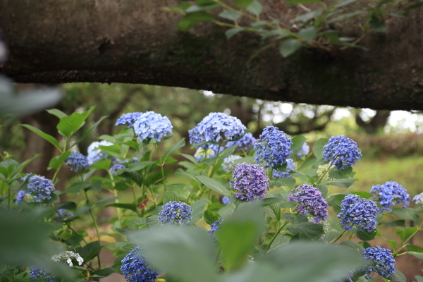 埼玉県幸手市権現堂公園その１_f0229832_08545958.jpg