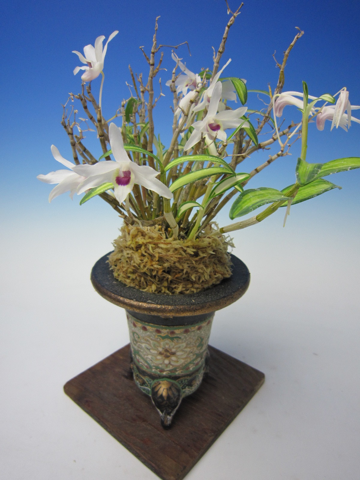 長生蘭・セッコク「日輪冠」