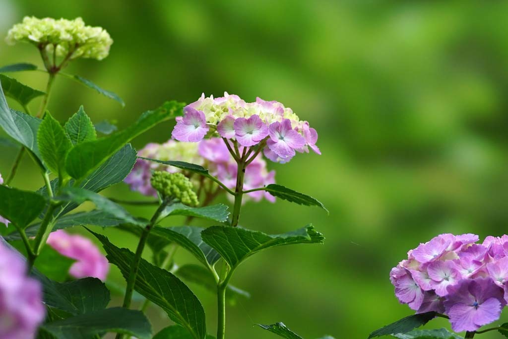 矢田寺の紫陽花(3)@2017-06-22_d0250840_01421703.jpg