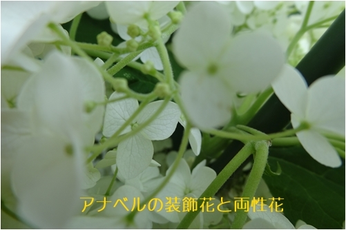 ご近所の紫陽花　＆　墓参り　＆　旅行相談　＆　映画_a0084343_10184495.jpg