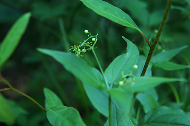 花火のお花6/20②_f0214649_05043155.jpg