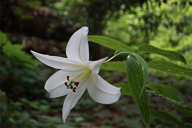 花火のお花6/20②_f0214649_05062630.jpg