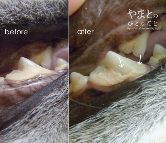 柴友おすすめの歯磨きガム Yamatoのひとりごと 柴友おすすめの歯磨きガム Yamatoのひとりごと