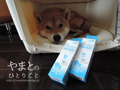 柴友おすすめの歯磨きガム Yamatoのひとりごと 柴友おすすめの歯磨きガム Yamatoのひとりごと