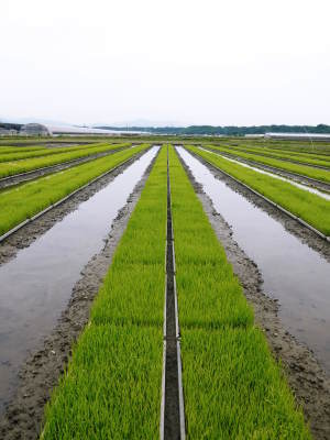 七城米 長尾農園 田植え前までの様子 美しすぎる苗床の苗の成長と惜しまぬ手間ひまの代かき作業_a0254656_18024370.jpg