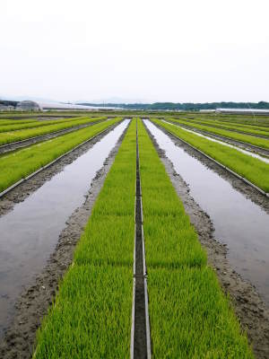 七城米　長尾農園　田植え前までの様子　美しすぎる苗床の苗の成長と惜しまぬ手間ひまの代かき作業_a0254656_18024370.jpg