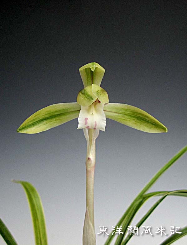 日本春蘭「花がたみ」 No.1798 : 東洋蘭風来記奥部屋