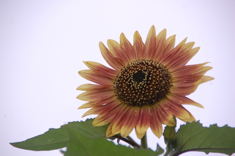 花壇の草たちと格闘中・・・我が家のボランティア_c0108460_20540952.jpg