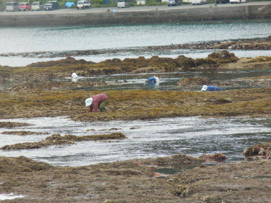 ’17,6,27(火)興津海岸までの3時間散歩!_f0060461_08472649.jpg