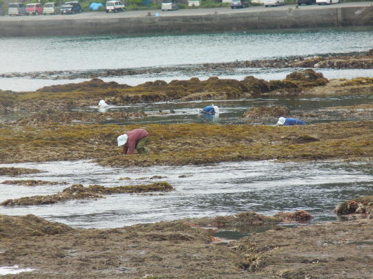 ’17，6，27（火）興津海岸までの3時間散歩！_f0060461_08472649.jpg