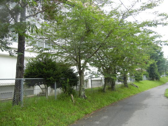’17,6,27(火)興津海岸までの3時間散歩!_f0060461_09005290.jpg