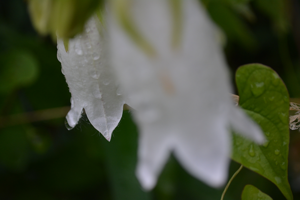 c0219162_08250916.png