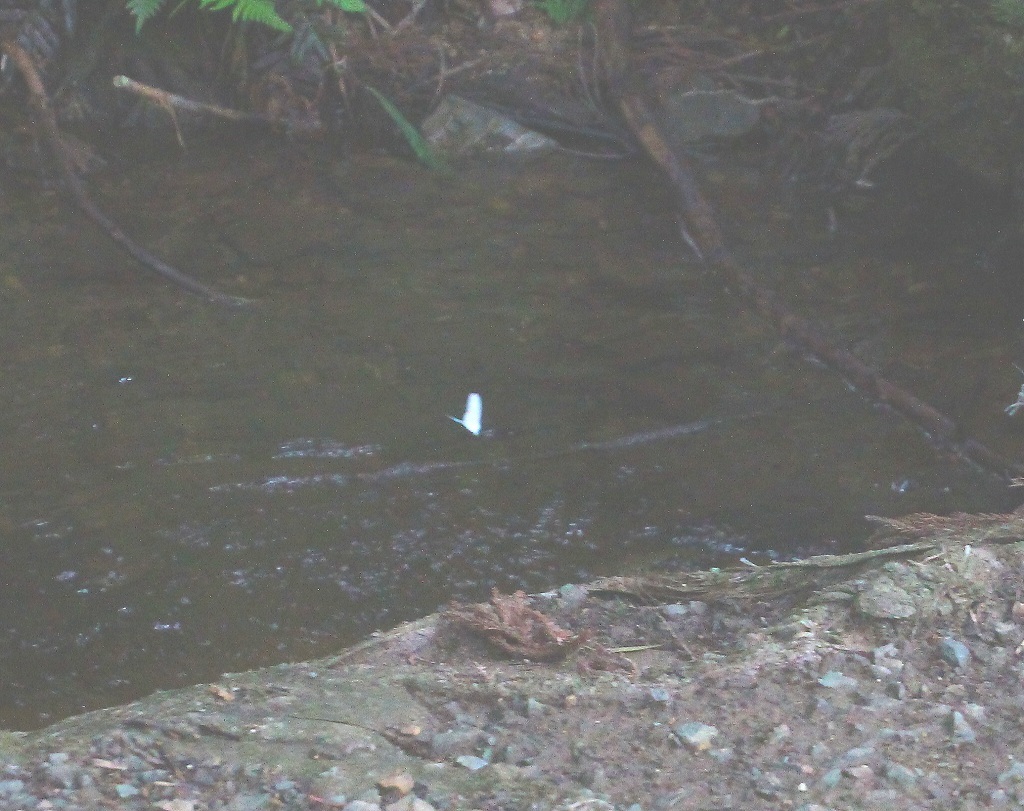 b0320769_14050050.jpg