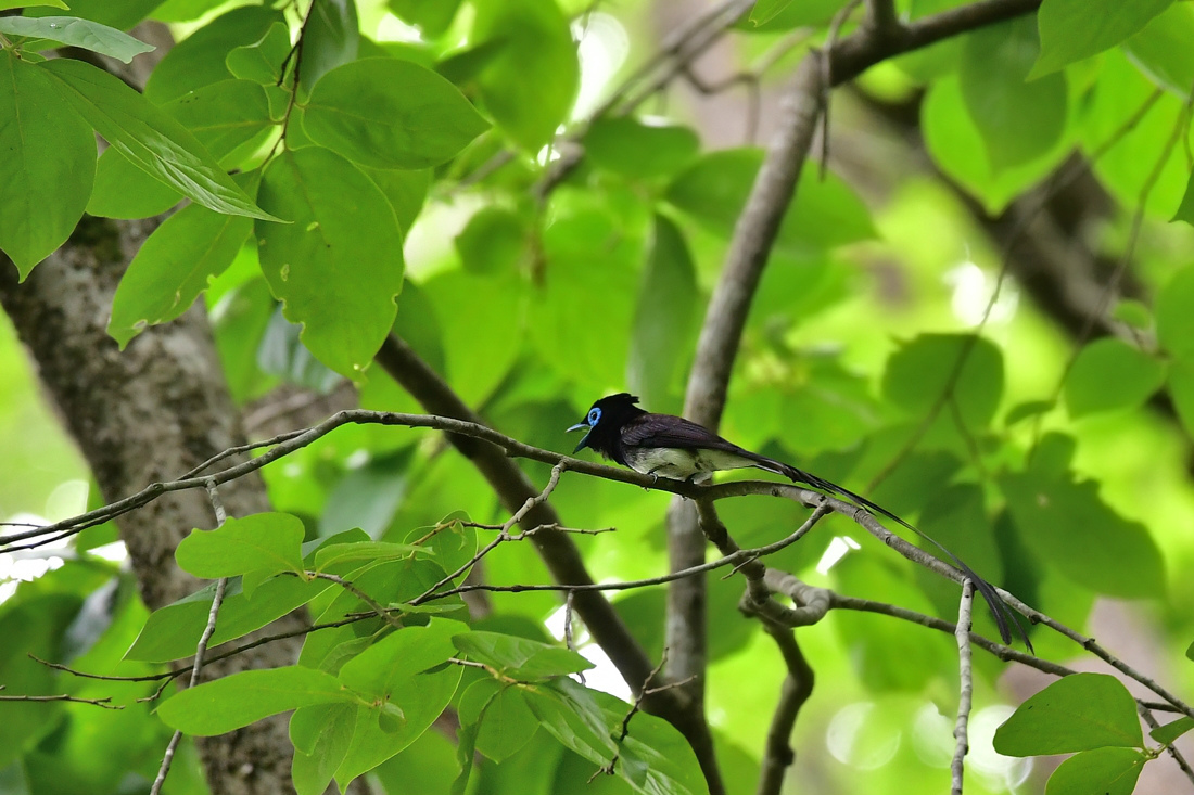サンコウチョウ 鳴き方いろいろ_f0053272_22454489.jpg