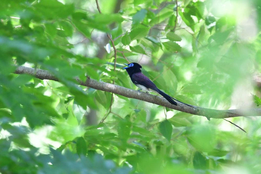 サンコウチョウ 鳴き方いろいろ_f0053272_23015750.jpg