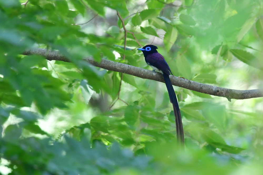 サンコウチョウ 鳴き方いろいろ_f0053272_23022759.jpg