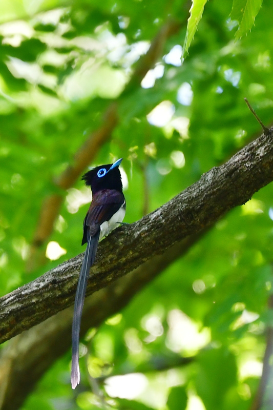 サンコウチョウ 鳴き方いろいろ_f0053272_23025354.jpg