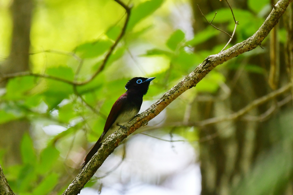 サンコウチョウ 鳴き方いろいろ_f0053272_23082639.jpg