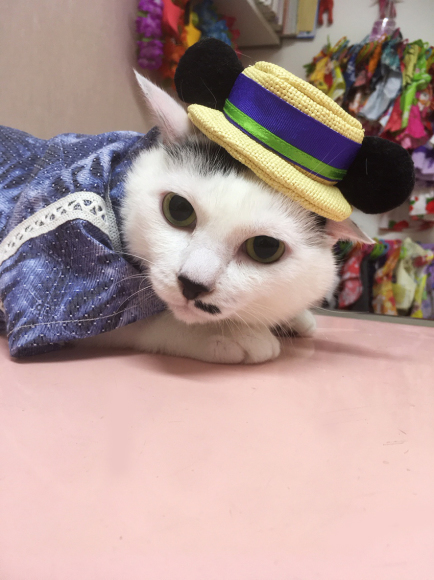 4匹サマーコレクション_c0226874_21124897.jpg