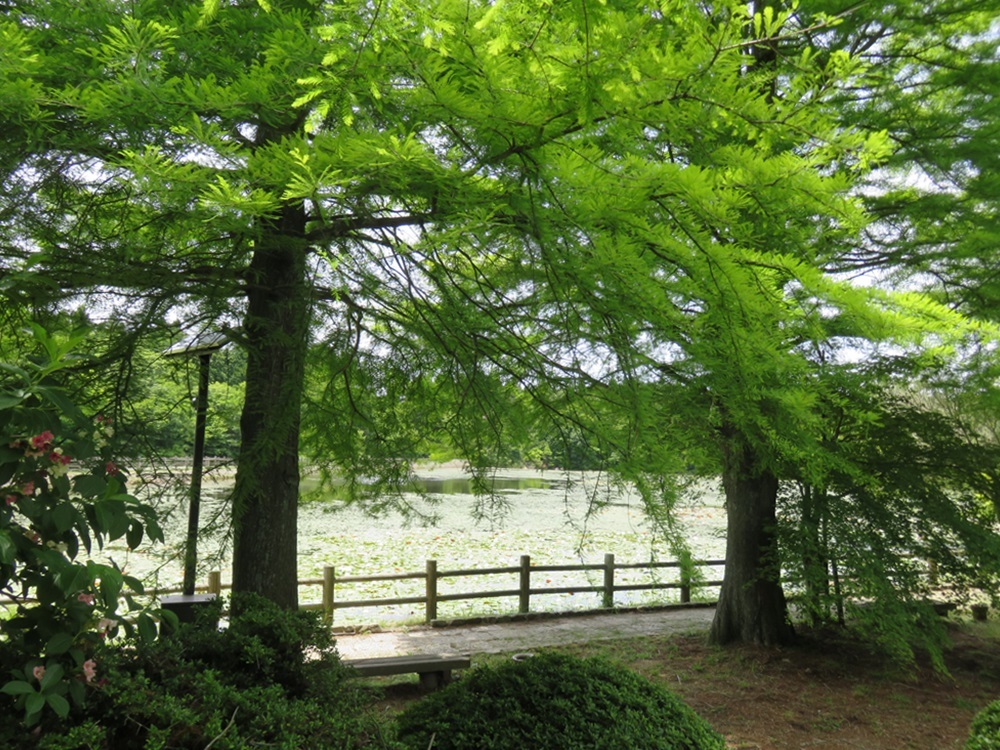 梅雨の野呂山3_e0264374_12312477.jpg