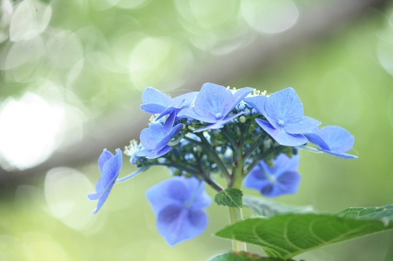 紫陽花祭り_d0272876_22260547.jpg