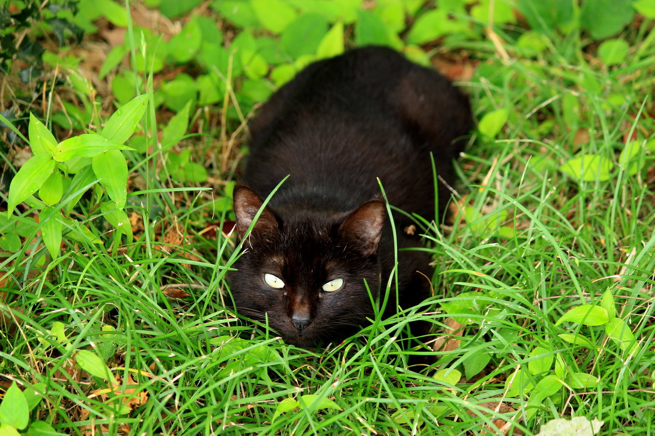 横たわる猫 幻に魅せられて 横たわる猫 幻に魅せられて