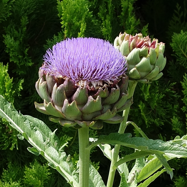 b0018682_21255748.jpg