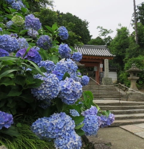 矢田寺の紫陽花_e0340485_09470238.jpg