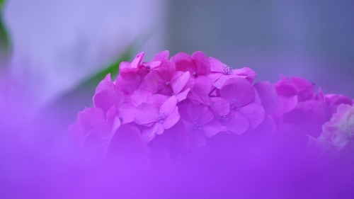 矢田寺の紫陽花_e0340485_09485750.jpg