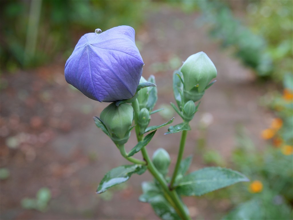 キキョウの花が開いた_e0139788_09361321.jpg