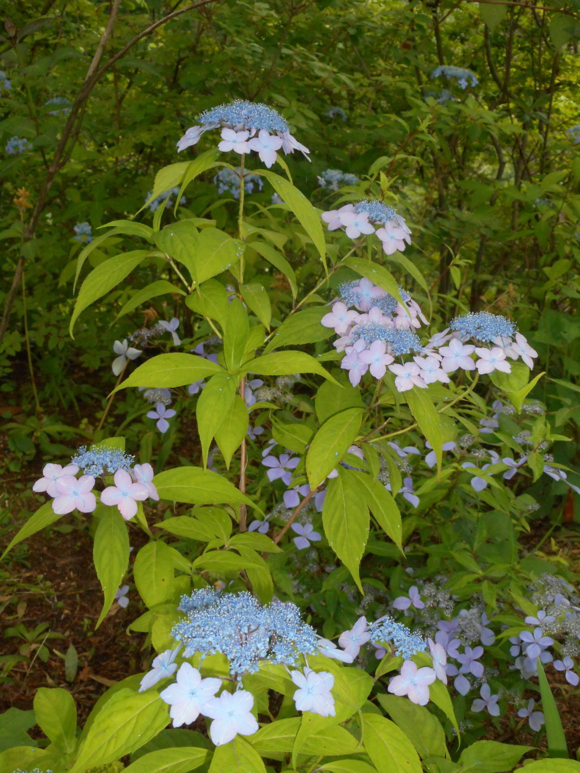 f0075595_23222375.jpg