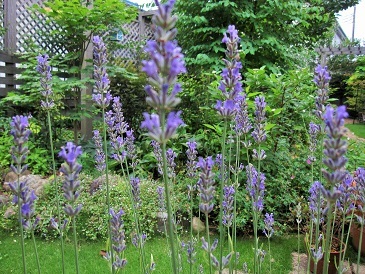 c0117898_17362682.jpg