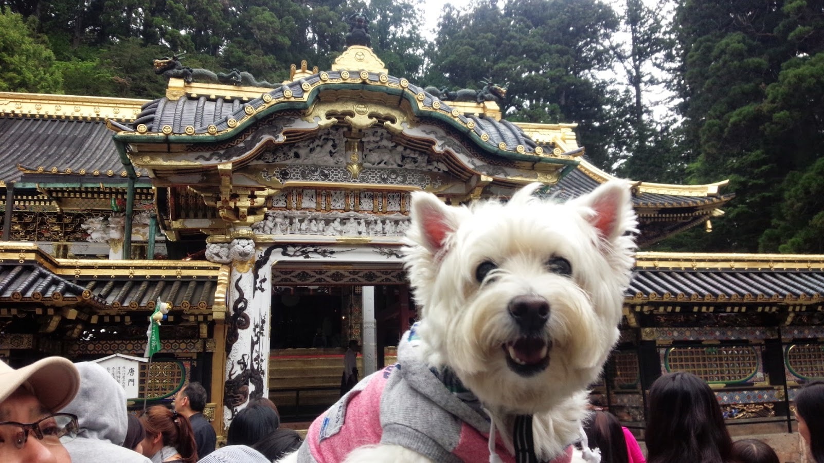 あの頃のはなちゃん２０１５年４月(毎年恒例お花めぐり）_f0039907_15251242.jpg