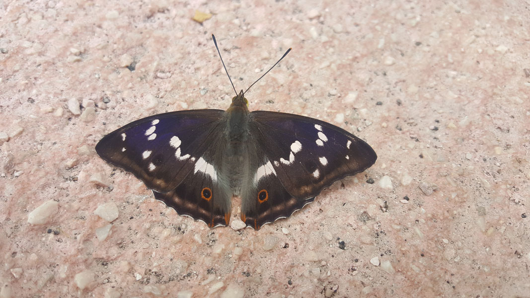 ドロミテにいた蝶 昆虫ブログ むし探検広場