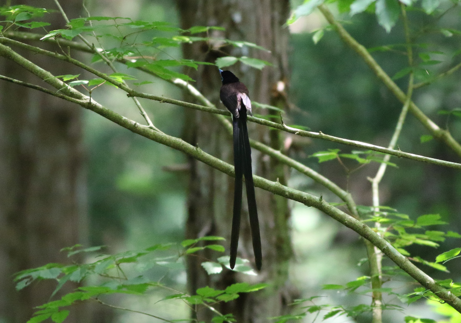 サンコウチョウ-舞-_e0348420_04011581.jpg