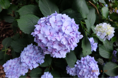 紫陽花 武雄 大聖寺_e0176627_14434476.jpg