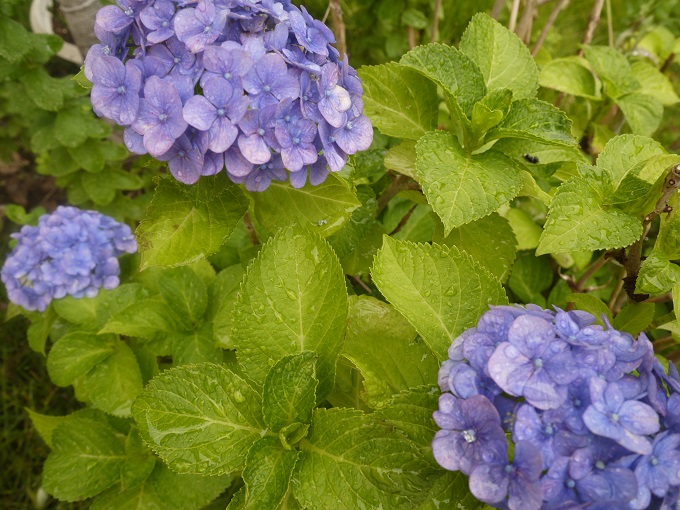 a0122931_12533017.jpg