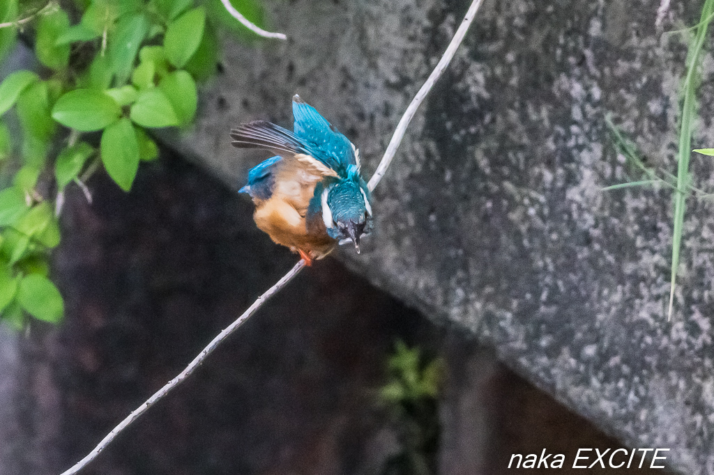 橋の上から　（2017/06/28　雨）_f0281533_09134630.jpg