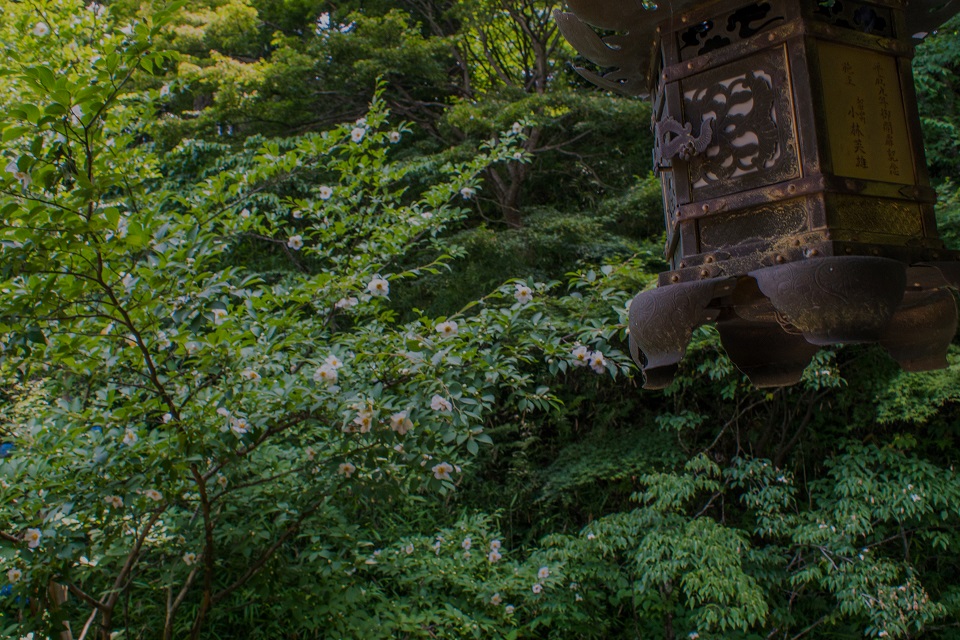 観音寺～紫陽花寺_e0363038_8413613.jpg