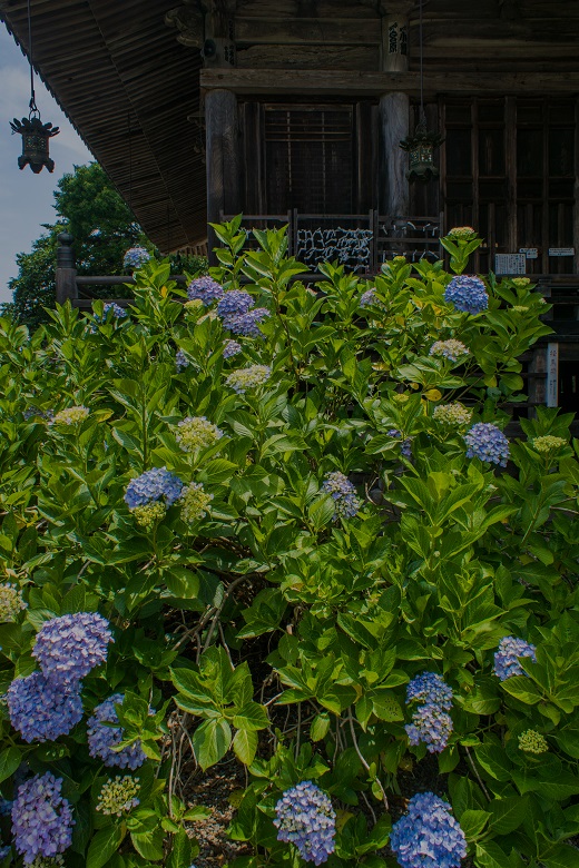 観音寺～紫陽花寺_e0363038_841441.jpg