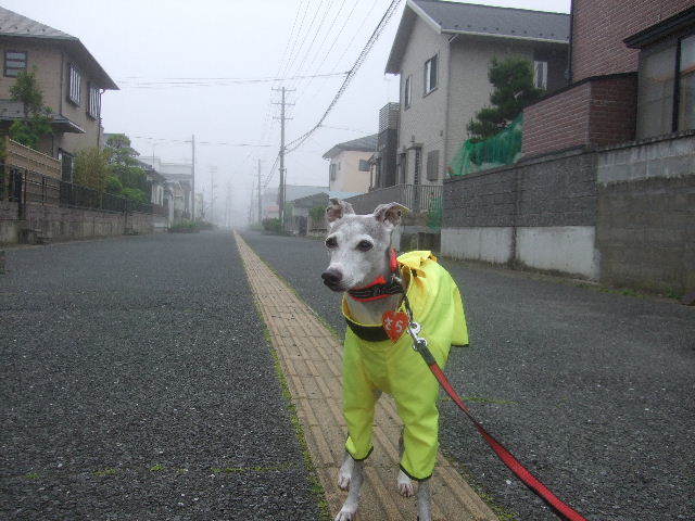 f0363538_15015868.jpg