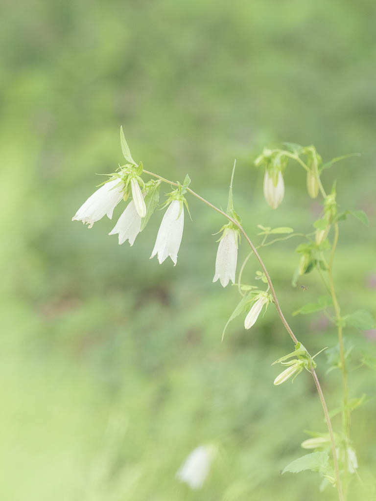 森の花たち_b0316339_22240853.jpg