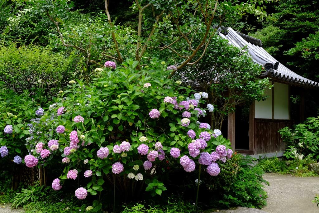 岩船寺(がんせんじ)の紫陽花@2017-06-26_d0250840_22543965.jpg