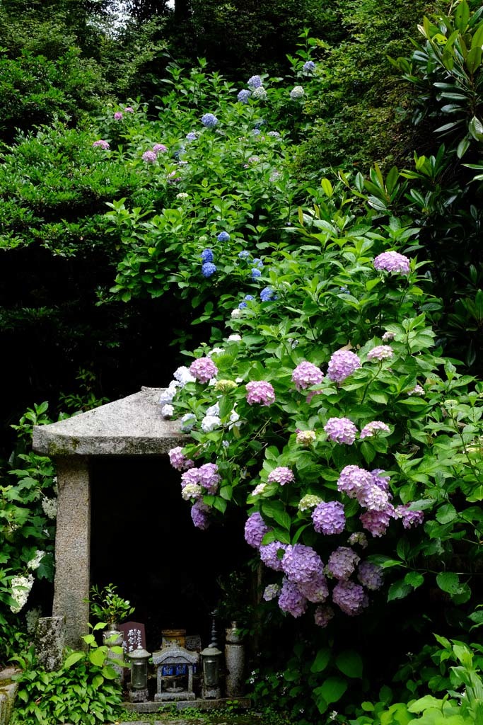 岩船寺(がんせんじ)の紫陽花@2017-06-26_d0250840_22553017.jpg