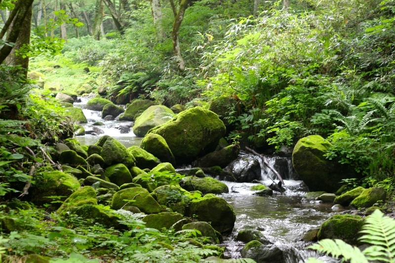 宇多田ヒカルと奥大山_e0356750_00583794.jpg