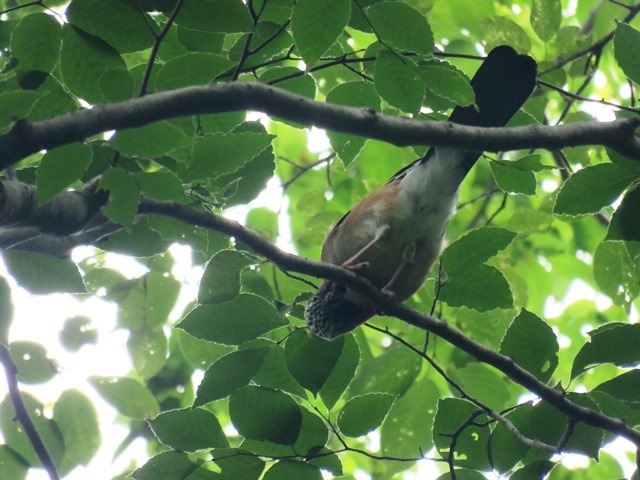 野鳥トレ88 八東ふる里の森_b0227552_20490328.jpg