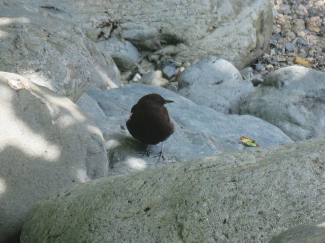 野鳥トレ88 八東ふる里の森_b0227552_20493213.jpg